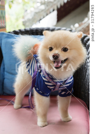 pomeranian dog puppy cute cute pet happy friendly pomeranian dog puppy cute cute pet happy friendly 31794265