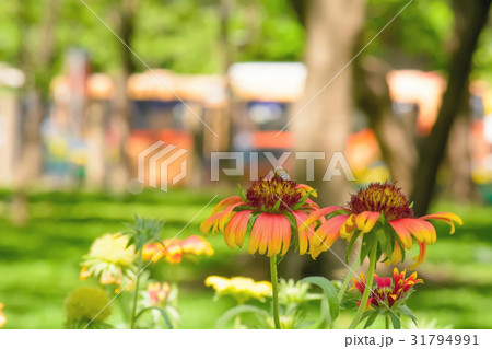 Gaillardia flowers with multiple colors 31794991