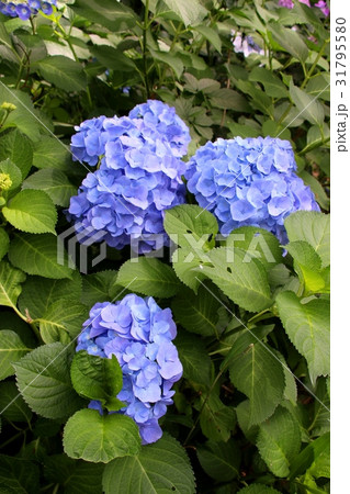 花博記念公園鶴見緑地の紫陽花 花博記念公園鶴見緑地の紫陽花 31795580