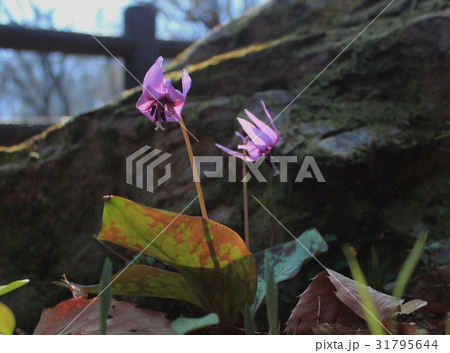 カタクリの花 31795644