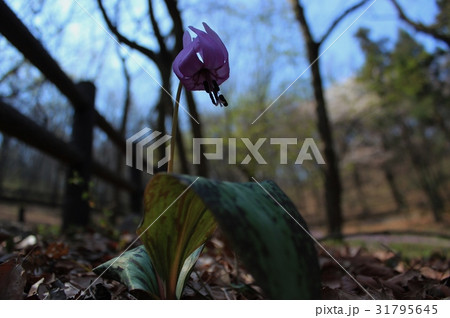 カタクリの花 カタクリの花 31795645