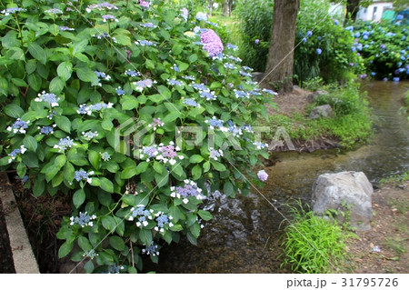花博記念公園鶴見緑地の紫陽花  31795726
