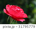 赤いバラ 31795779