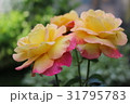 バラピース 31795783