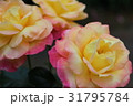 バラピース 31795784