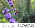 蜜蜂 31795785