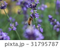 蜜蜂 31795787