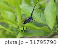 ゴマダラカミキリ 31795790