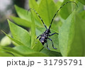 ゴマダラカミキリ 31795791