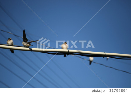 ツバメ 31795894