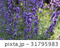 ラベンダー 31795983