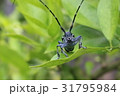 カミキリムシ 31795984