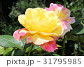 バラピース 31795985