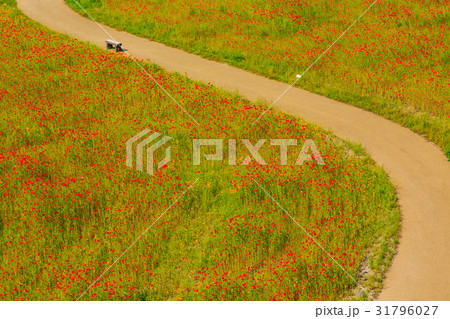 しまばら火張山公園（しまばら芝桜公園）のポピー 31796027