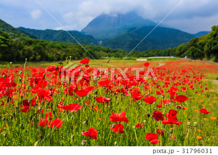 しまばら火張山公園（しまばら芝桜公園）のポピー 31796031