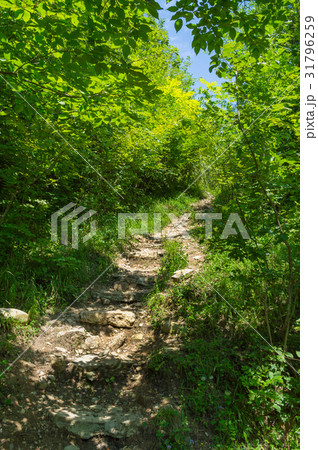 Stone staircase leading up 31796259