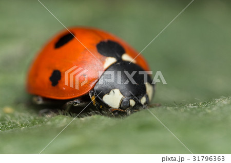 A beautiful Ladybird 31796363