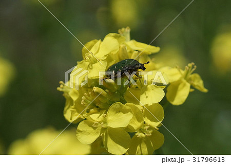 菜の花の花粉を食べるコアオハナムグリの写真素材