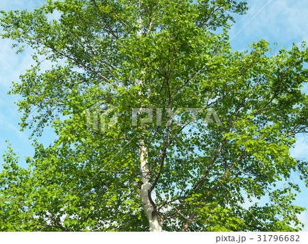 白樺の木（北海道） 31796682