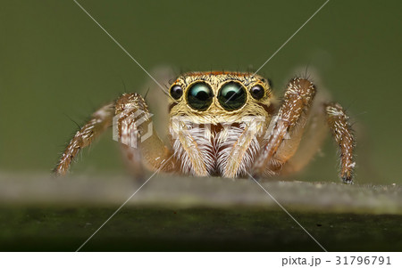 Jumping spider - Salticidae 31796791