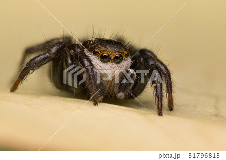 A beautiful jumping spider 31796813