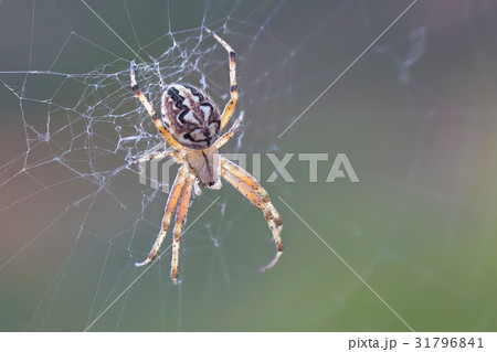 A beautiful spider A beautiful spider 31796841