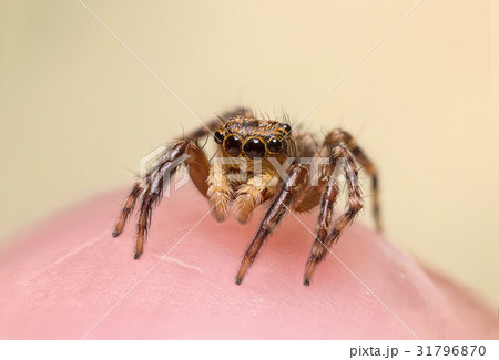 A beautiful jumping spider 31796870