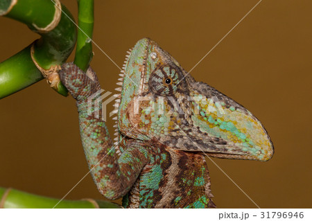 Chameleon Chamaeleo Calyptratus Chameleon Chamaeleo Calyptratus 31796946