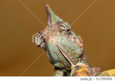 Chameleon Chamaeleo Calyptratus Chameleon Chamaeleo Calyptratus 31796966