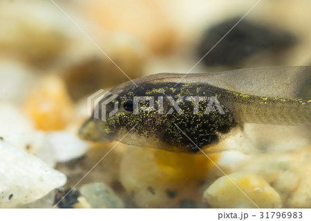 Tiny tadpole of a toad 31796983