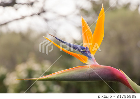 Strelitzia - A beautiful coloured flower Strelitzia - A beautiful coloured flower 31796988