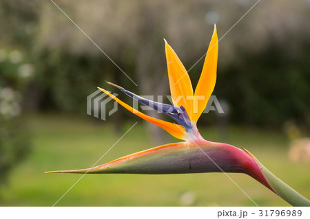 Strelitzia - A beautiful coloured flower 31796989