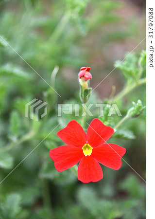 サンブリテニア・スカーレット 31797088