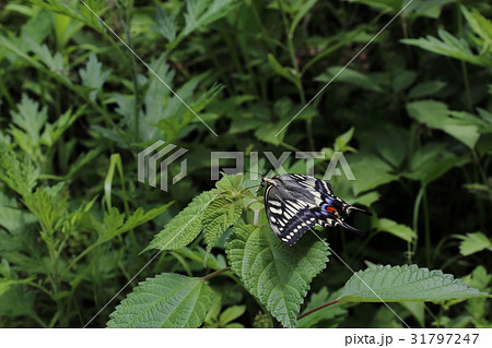 キアゲハ キアゲハ 31797247