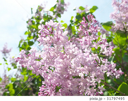 ライラックと青空 ライラックと青空 31797495