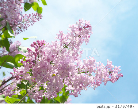 ライラックと青空 ライラックと青空 31797497