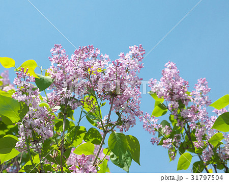ライラックと青空 31797504
