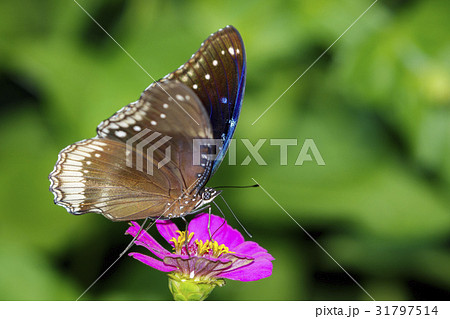 Image of The Great Egg-fly Butterfly 31797514