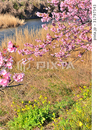 河津桜まつり-189805 31797543