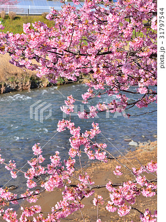 河津桜まつり-189806 31797544