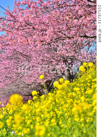 河津桜まつり-189820 31797552