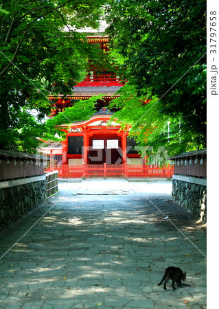 九州　人気　おすすめ　観光地　大分県　中津市　薦神社 31797658