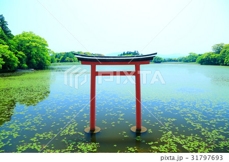 九州　人気　おすすめ　観光地　大分県　中津市　薦神社　三角池 31797693
