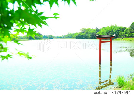 九州　人気　おすすめ　観光地　大分県　中津市　薦神社　三角池 31797694