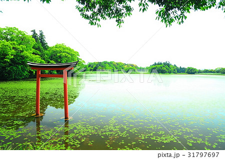 九州　人気　おすすめ　観光地　大分県　中津市　薦神社　三角池 31797697