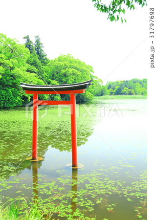 九州　人気　おすすめ　観光地　大分県　中津市　薦神社　三角池 31797698