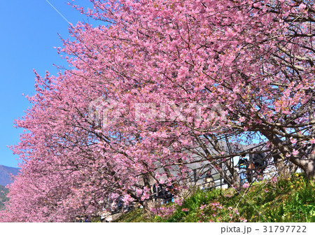 河津桜まつり-189754 31797722