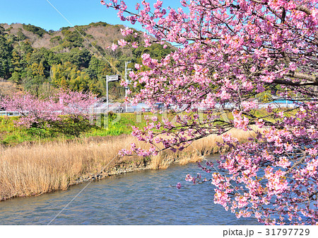 河津桜まつり-189765 31797729