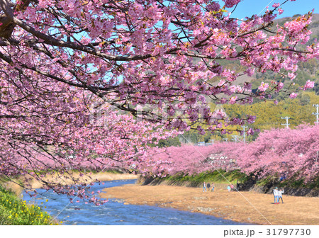 河津桜まつり-189766 31797730