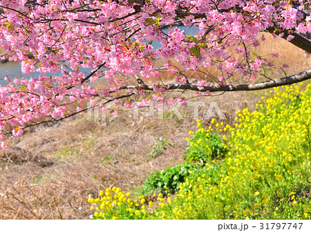 河津桜まつり-189785 31797747